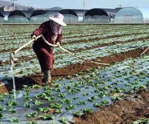 赴日本茨城技能实习生-种植业（男）